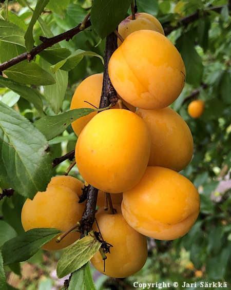 Prunus cerasifera 'Podarok St Petersburg', kirsikkaluumu